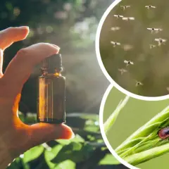 Czy perfumy odstraszają komary? Odkryj skuteczne zapachy, które pomagają