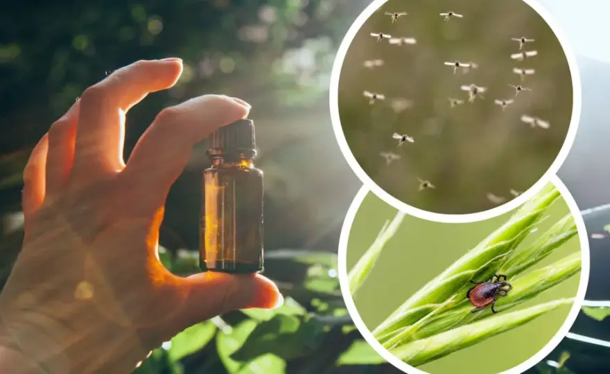 Czy perfumy odstraszają komary? Odkryj skuteczne zapachy, które pomagają